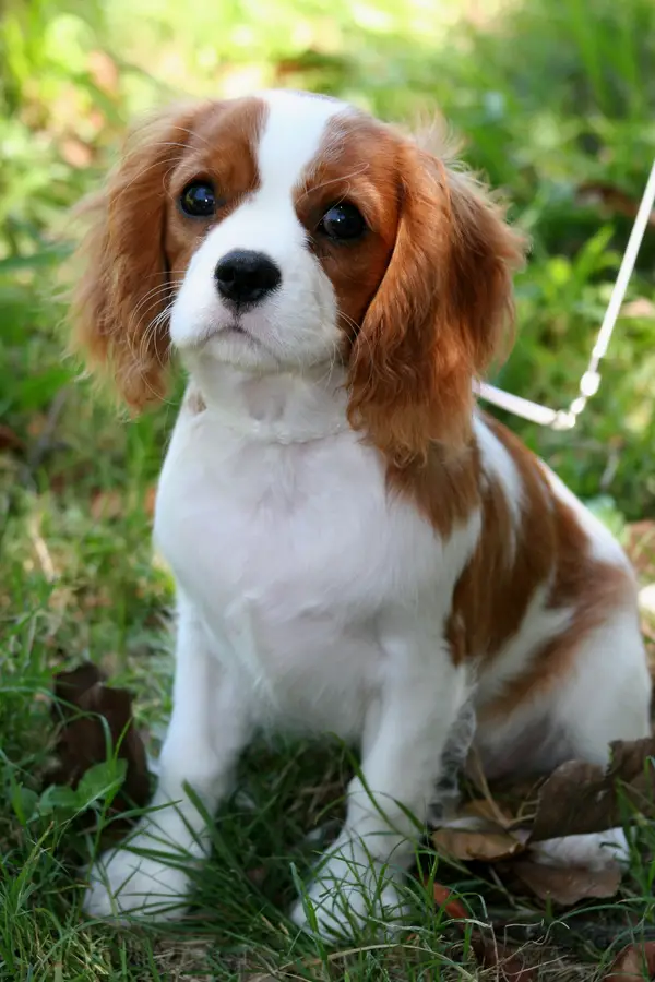 Cavalier King Charles Spaniel - Cavalier King Charles Spaniel - Dog Breeds